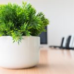 צמחי בית ומשרד
